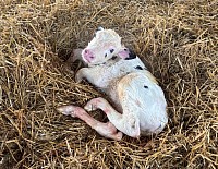 子牛 出産 牧場 美瑛 稲川牧場 Instagram