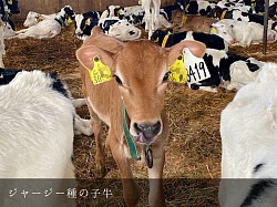 ジャージー 稲川牧場 美瑛 子牛 ホルスタイン 牛舎