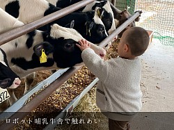 稲川牧場 ホルスタイン 子牛