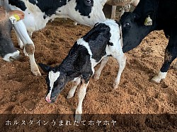 子牛 産まれたて ホルスタイン 稲川牧場 美瑛