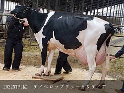 ホルスタイン　稲川牧場