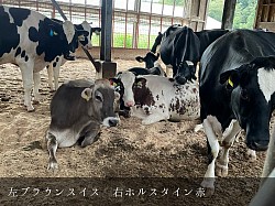 稲川牧場　牛舎　ブラウンスイス　ホルスタイン　レッド