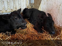 F1 交雑種 子牛 稲川牧場 産まれたて