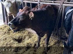 ジャージー スタンチョン 育成 稲川牧場