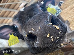 子牛 アップ 稲川牧場 育成 ホルスタイン