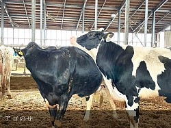 ホルスタイン かわいい 稲川牧場 美瑛 牛舎