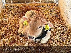 稲川牧場 牛舎 ブラウンスイス 子牛 かわいい 美瑛