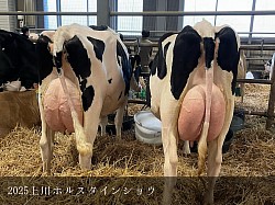 稲川牧場,美瑛,ホルスタイン,共進会,上川ホルスタインショウ