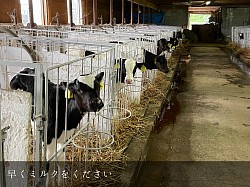 稲川牧場 美瑛 牛舎 子牛 牧場