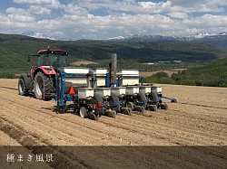 稲川牧場 デントコーン トラクター 美瑛の風景