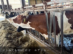 稲川牧場,エアシャー,美瑛,牧場,牛,牛舎,