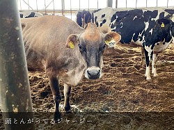 稲川牧場,美瑛,牧場,ジャージー,牛,牛舎,
