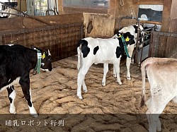 稲川牧場,美瑛,牧場,牛舎,子牛,牛,ホルスタイン