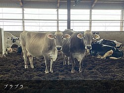 稲川牧場 ブラウンスイス 美瑛 牛舎 美瑛町 牧場