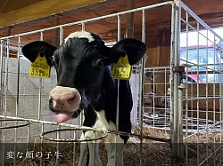 稲川牧場 子牛 ホルスタイン 牛舎 美瑛町 美瑛