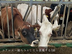 稲川牧場 ジャージー ホルスタイン エアシャー 牛舎 美瑛町 美瑛 牛舎