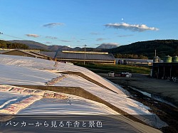 美瑛 美瑛町 稲川牧場 牛舎 バンカー オプタテシケ