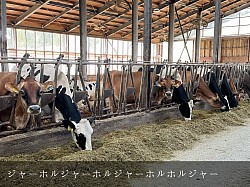 美瑛 美瑛町 牧場 稲川牧場 ホルスタイン ジャージー 牛舎