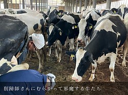 美瑛 美瑛町 削蹄 阿部削蹄所 牧場 稲川牧場 ホルスタイン