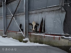 稲川牧場 美瑛町 ホルスタイン  牛舎