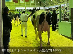 稲川牧場 美瑛町 共進会 ホルスタイン
