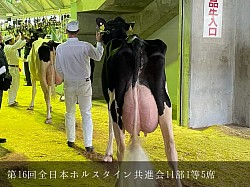 稲川牧場 美瑛町 共進会 ホルスタイン