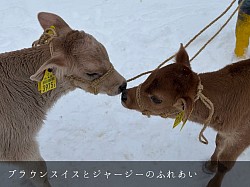 稲川牧場 美瑛 美瑛町 ジャージー ブラウンスイス 子牛 ふれあい