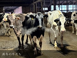 稲川牧場 美瑛 美瑛町 ホルスタイン 搾乳 牛舎