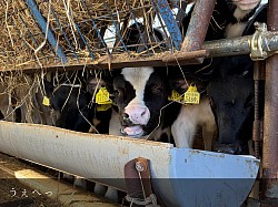 稲川牧場 美瑛 美瑛町 ホルスタイン 育成 反芻 牛舎