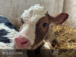 稲川牧場 美瑛 牧場 ホルスタイン レッド 子牛