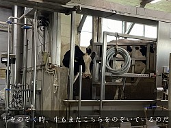 稲川牧場 美瑛 牧場 パーラー 搾乳 ホルスタイン