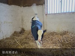 稲川牧場 美瑛 子牛 牧場