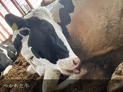 稲川牧場 美瑛町 酪農家 北海道 ホルスタイン