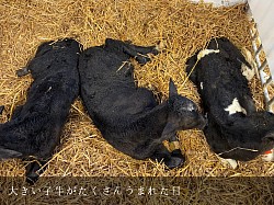 北海道 美瑛町 稲川牧場 ホルスタイン F1 子牛