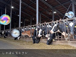 稲川牧場 美瑛 牛舎 ホルスタイン ジャージー