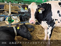 稲川牧場 美瑛 ホルスタイン 共進会
