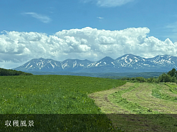 稲川牧場 美瑛 景色 オプタテシケ 牧場